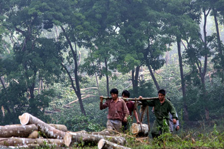 Some 25,000 rubber trees damaged by storm in S China