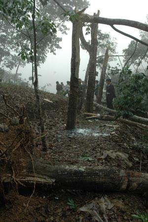 Some 25,000 rubber trees damaged by storm in S China