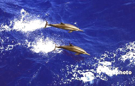 Thousands of dolphins block Somali pirates