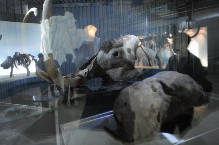 Ancient mammoths on display in Beijing