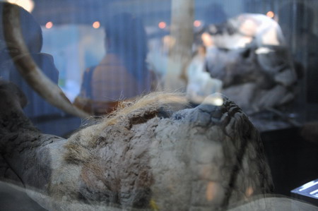 Ancient mammoths on display in Beijing