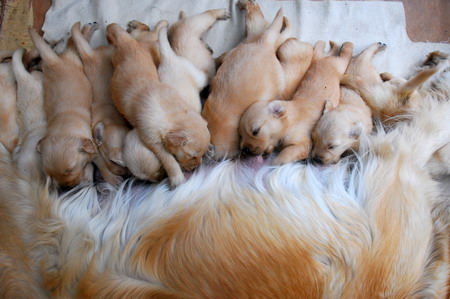 Heroic dog gives birth to 15 puppies