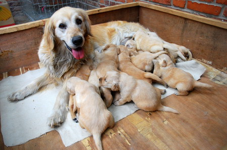 Heroic dog gives birth to 15 puppies