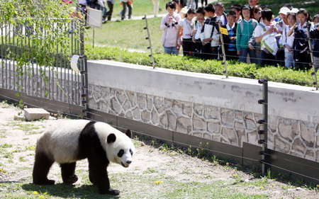 Panda becomes new attraction in NE China city zoo