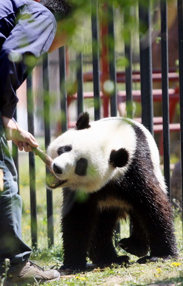 Panda becomes new attraction in NE China city zoo