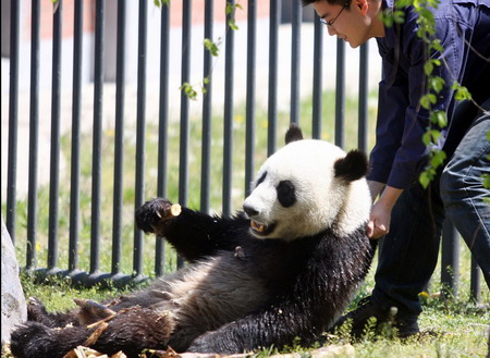 Panda becomes new attraction in NE China city zoo