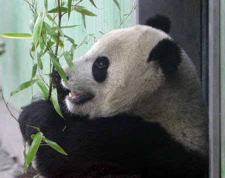 Giant panda to the rescue of tourism