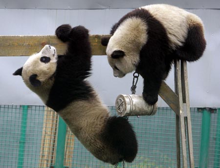 Giant panda to the rescue of tourism