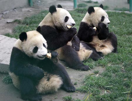 Giant panda to the rescue of tourism