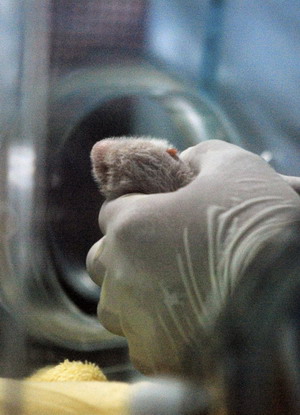 China experts to examine Thailand's new panda cub