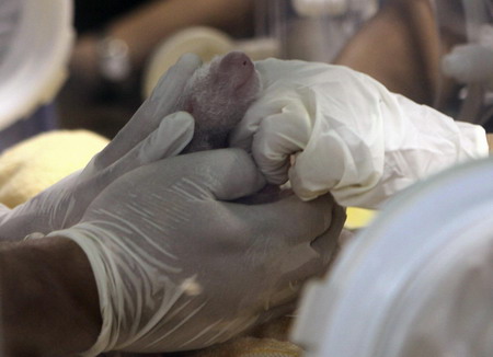 China experts to examine Thailand's new panda cub