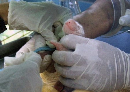 China experts to examine Thailand's new panda cub