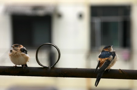 Little birds enjoy fresh air