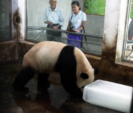 Panda gets an icy gift amid summer heat