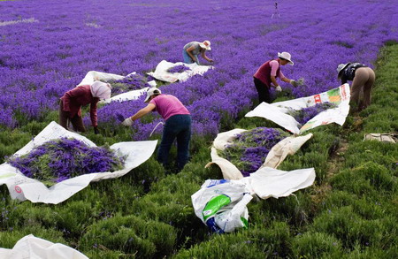 Lavender flower harvest in Xinjiang