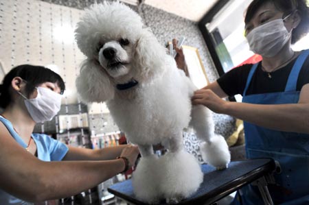 Pets clipped for hot summer