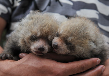 Red Panda cubs get a dog wet nurse