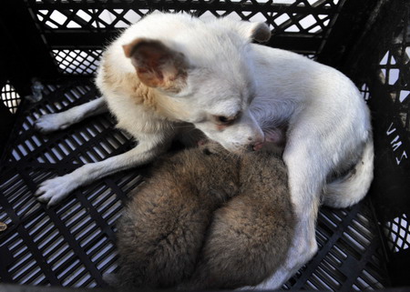 Red Panda cubs get a dog wet nurse