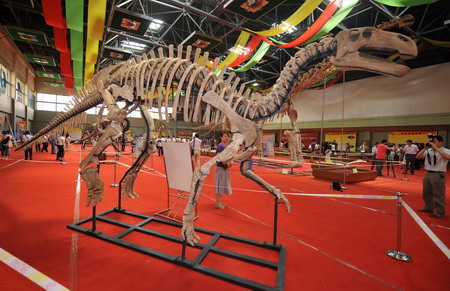 Dinosaur fossils on display in NW China city