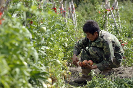 Forestation keeps cities green in Xinjiang