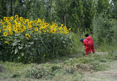 Forestation keeps cities green in Xinjiang