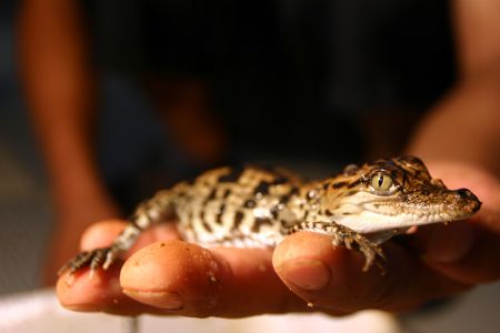 Little crocodiles hatched in Xiamen, E China