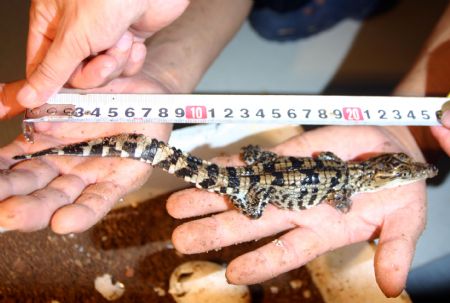 Little crocodiles hatched in Xiamen, E China