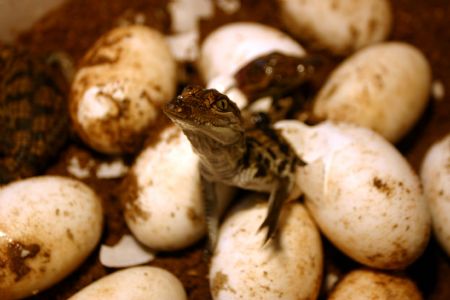 Little crocodiles hatched in Xiamen, E China