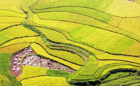 Middle-season rice harvested in Guangxi