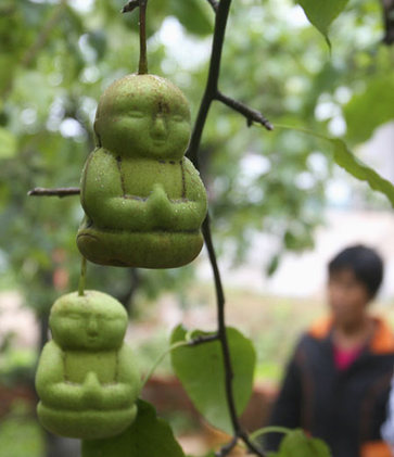 Buddha shaped pears