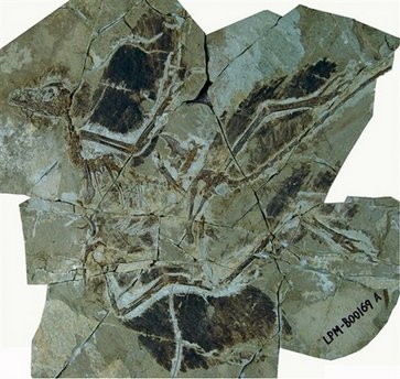 China finds bird-like dinosaur with four wings