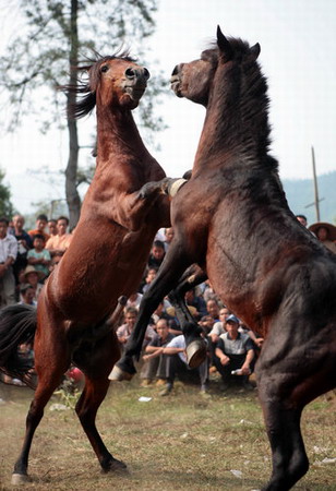 Horse fight, a tourist attraction