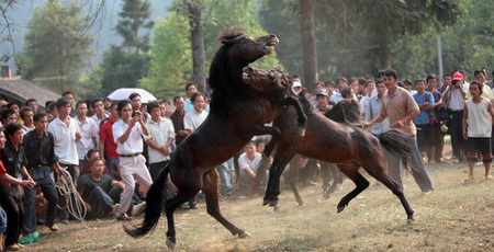 Horse fight, a tourist attraction