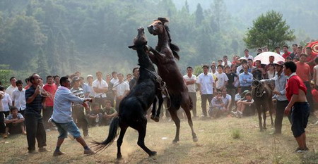 Horse fight, a tourist attraction