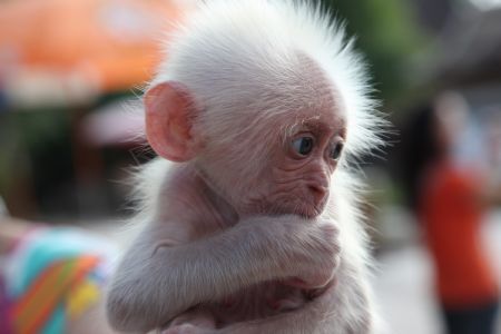 Curious baby monkey in SW China