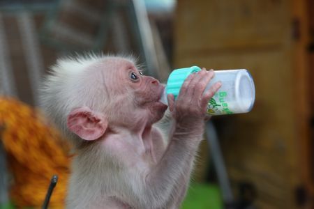 Curious baby monkey in SW China