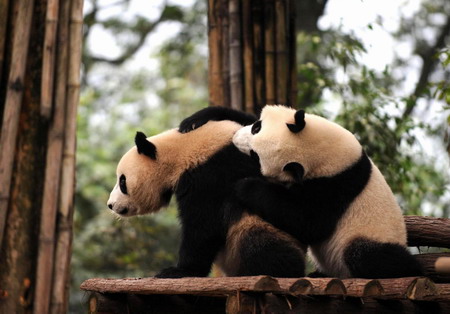 Ten giant pandas to rock Shanghai Expo