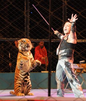 Funny tiger performances at Wuqiao International Circus Festival