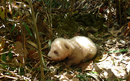 Rare brown panda cub discovered