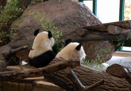 Austria-born panda 'Fu Long' heads for China