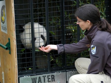 Austria-born panda 'Fu Long' heads for China