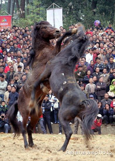 Horse-Fighting Festival celebrated in Guangxi