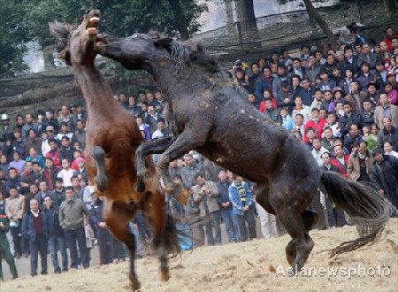Horse-Fighting Festival celebrated in Guangxi