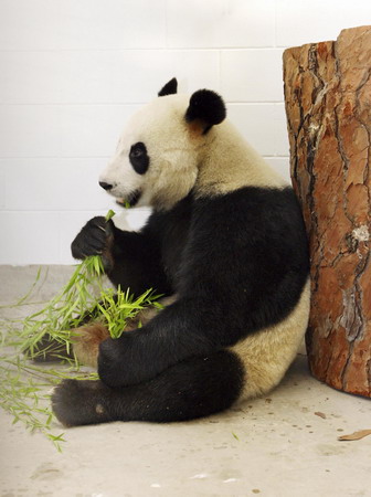 Australia welcomes panda pair