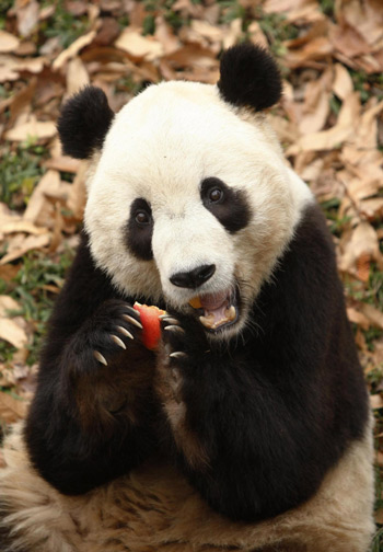 Washingtonians express pride, hope for departing Chinese panda cub