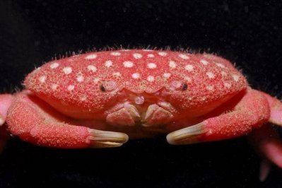 New 'strawberry' crab species found off Taiwan