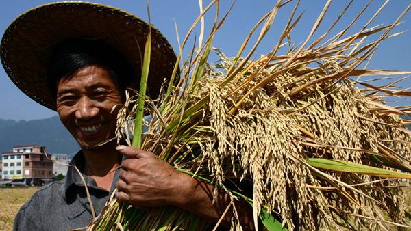 GM rice could hit shelves