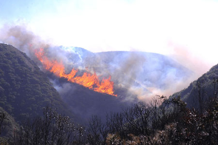 Fire raging in SW China forest for three days