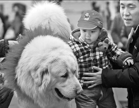 Tibetan mastiff is top dog