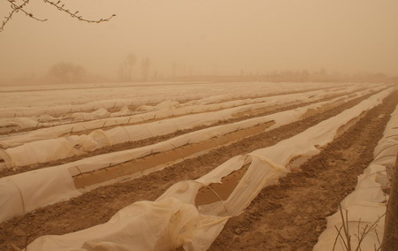 Sandstorms sweep across northwest, damage crops